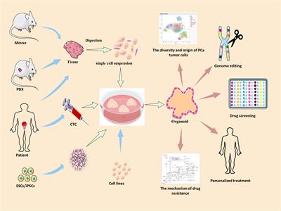 Frontiers Application Of Organoid Models In Prostate Cancer Research